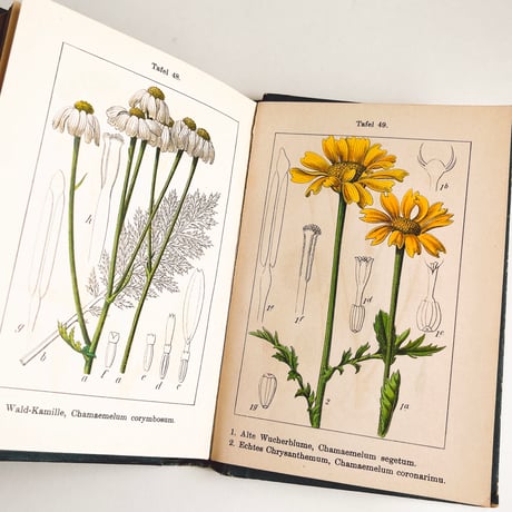 ドイツ　Sturm’s Flora von Deuchland 13 (1904)　植物図鑑