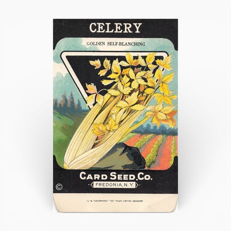 シードパケット　種袋　アメリカ　CELERY