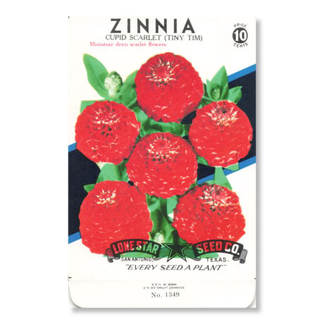 シードパケット　種袋　アメリカ　Zinnia - Cupid Scarlet (Tiny Tim)