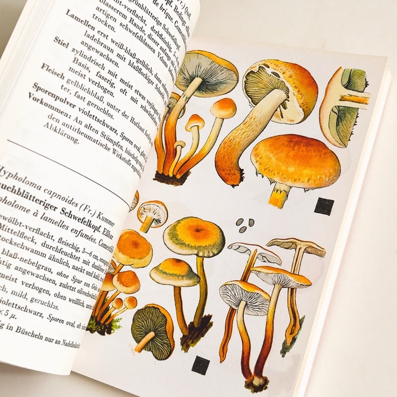 スイス きのこ図鑑 SCHWEIZER PILZTAFELN BAND II | こぐま舎
