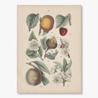 ドイツ　植物博物誌　1884年　21ページ