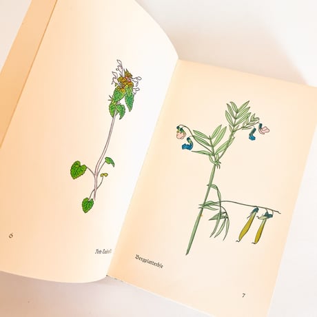 ドイツ　インゼル文庫「Das klein Buch der Blumenbuch」No.281（野の花図鑑）1938年