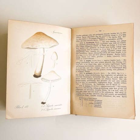 ドイツ　きのこ図鑑　Krytogamen-Flora, Band III, Pilze 2. Teil, 2. Abteilung (Thomé, Migula 1912)