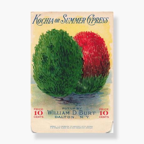 シードパケット　種袋　アメリカ　紙袋　SUMMER CYPRESS　1915年