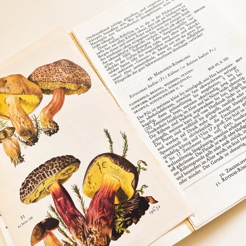 東ドイツ きのこ図鑑 Knaurs Pilzbuch (1973) | こぐま舎