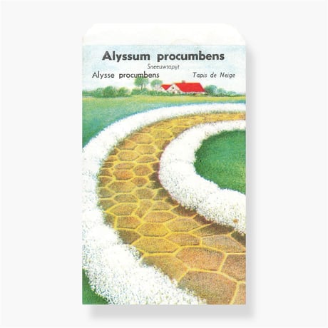 シードパケット　種袋　オランダ　Alyssum procumbens