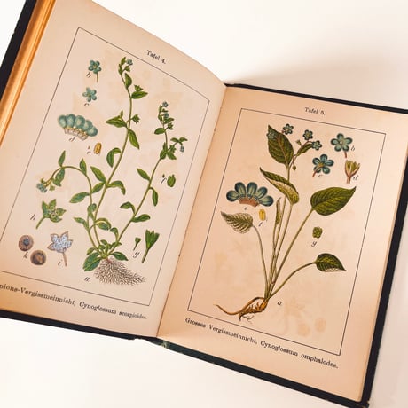 ドイツ　Sturm’s Flora von Deuchland 11 (1904)　植物図鑑