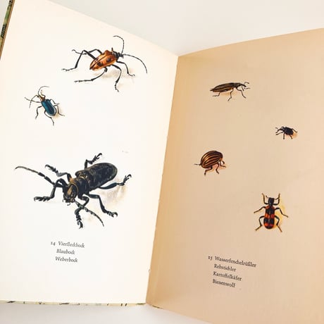 ドイツ　インゼル文庫「Insektenbuch」No.725 （昆虫図鑑)　1961年