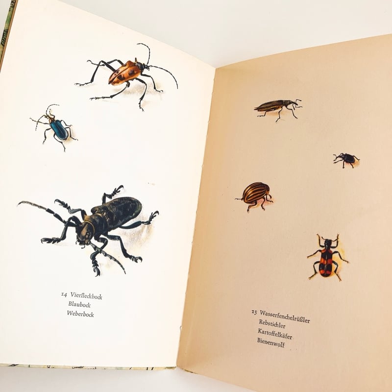 ドイツ インゼル文庫「Insektenbuch」No.725 （昆虫図鑑) 1961年