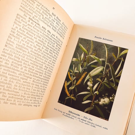ドイツ　Unsere Waldbäume und Sträucher (1910)