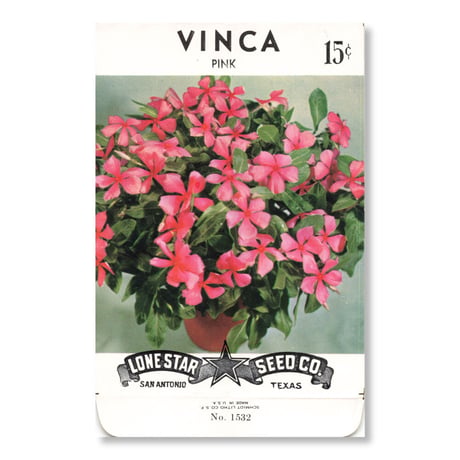 シードパケット　種袋　アメリカ　Vinca - Pink