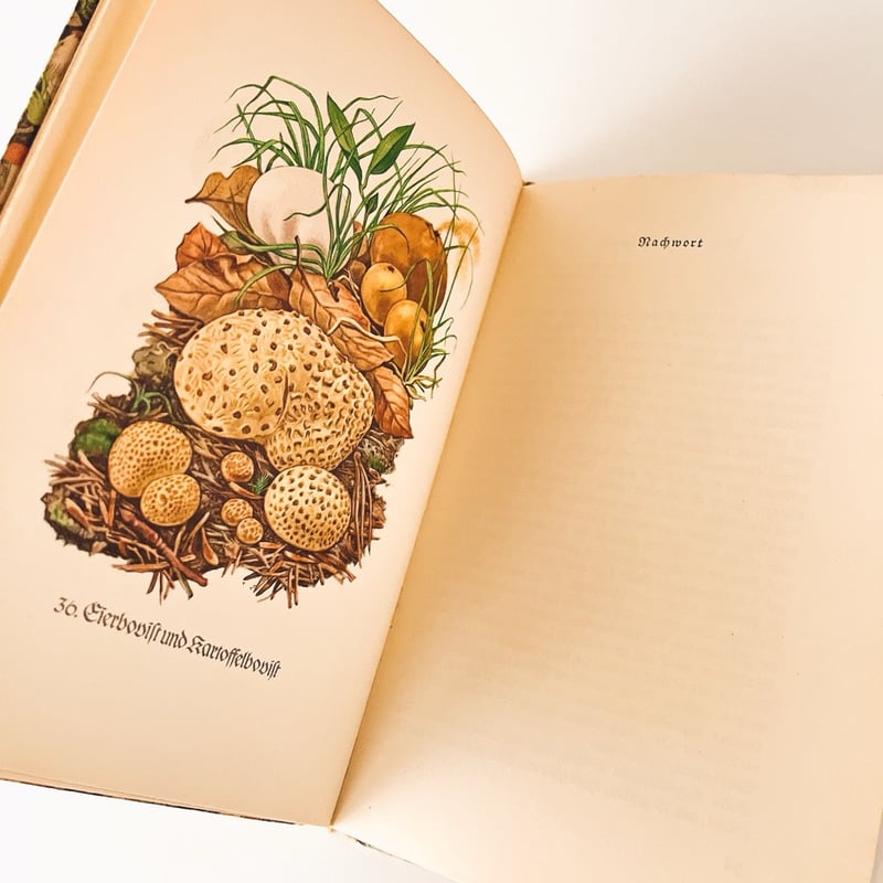 ドイツ インゼル文庫「Das kleine Pilzbuch」No.503（きのこ図鑑） 19