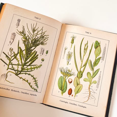 ドイツ　Sturm’s Flora von Deuchland 6 (1904)　植物図鑑