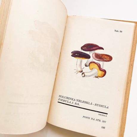 チェコスロバキア　きのこ図鑑　Atlas Holubinek　1945年