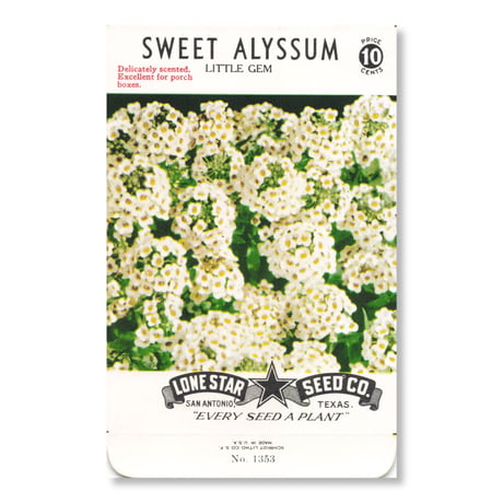 シードパケット　種袋　アメリカ　Sweet Alyssum - Little Gem