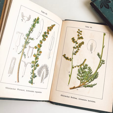 ドイツ　Sturm’s Flora von Deuchland 13 (1904)　植物図鑑