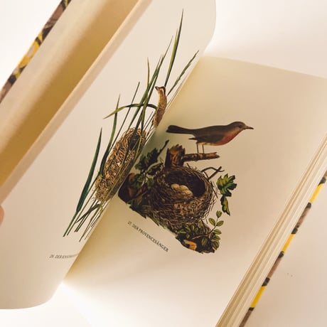 ドイツ　インゼル文庫「Vögel und Nester」No.100（鳥と巣の図鑑）