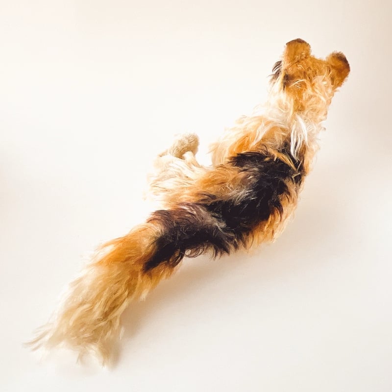 シュタイフ　コリー　オールドシュタイフ 西ドイツ 年代不明 シュタイフ コリー ぬいぐるみ 全長25cm