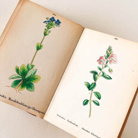 ドイツ　Alpen Pfranzen　植物図鑑 - IV