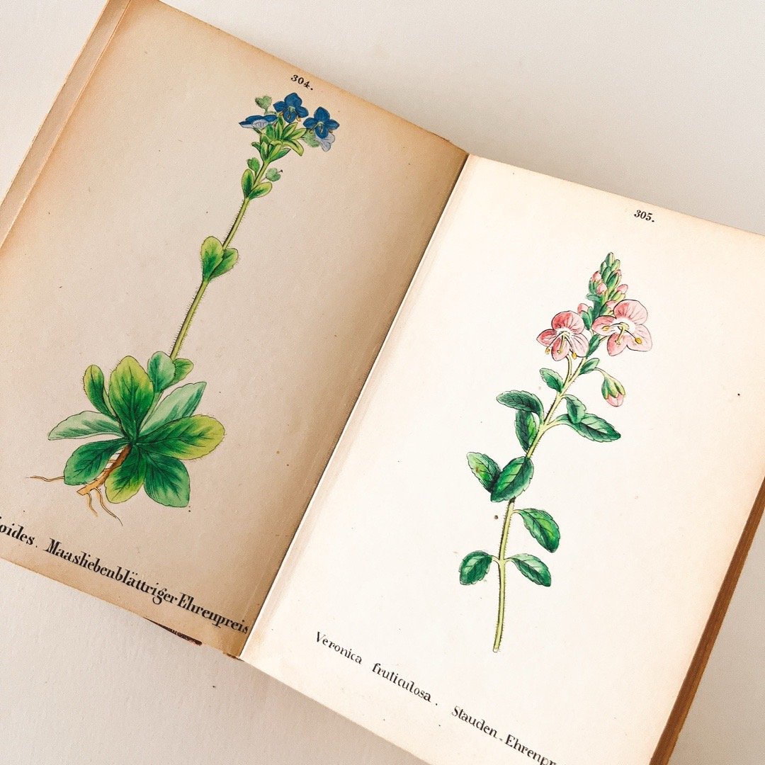 ドイツ Alpen Pfranzen 植物図鑑 - IV | こぐま舎