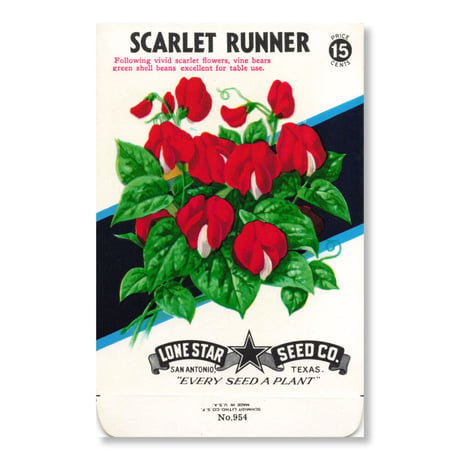 シードパケット　種袋　アメリカ　Scarlet Runner