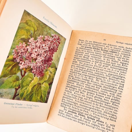 ドイツ　Ziersträucher und Parkbäume (1923)