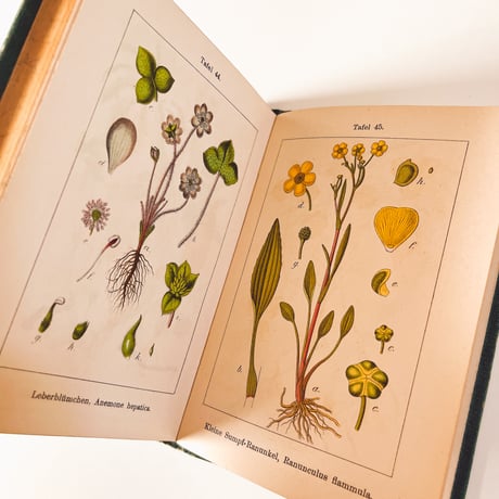 ドイツ　Sturm’s Flora von Deuchland 5 (1904)　植物図鑑