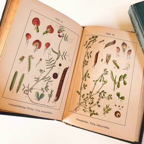 ドイツ　Sturm’s Flora von Deuchland 9 (1904)　植物図鑑