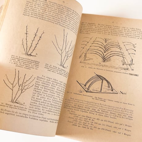 ドイツ　Unser Beerenobst in Feld und Garten　1919年　植物図鑑