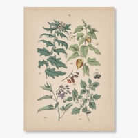 ドイツ　植物博物画　1884年　56ページ