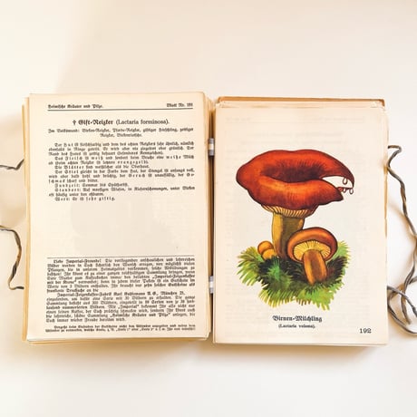 ドイツ　図鑑セット　Heimische Kräuter und Pilze　1925年
