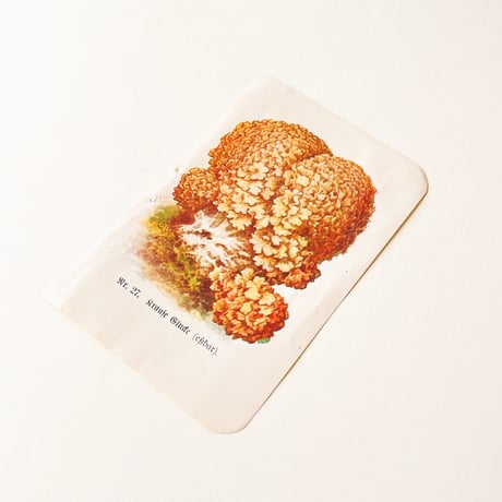 ドイツ　きのこ　博物画　カードサイズ　Rr.27
