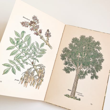 ドイツ　インゼル文庫「Das kleine Baumbuch」No.316 （樹木図鑑）1938年