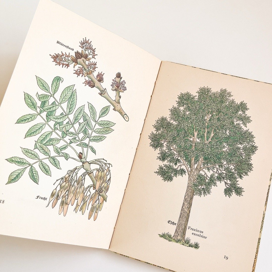 1935年【初版】ドイツの木の小さな本／インゼル文庫No.316　植物図鑑 1935年【初版】ドイツの木の小さな本／インゼル文庫No.316 植物