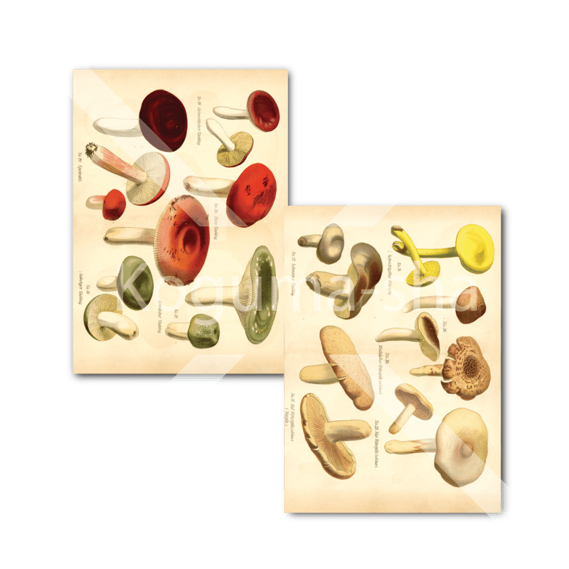 ドイツ アンティークきのこイラスト2 | こぐま舎