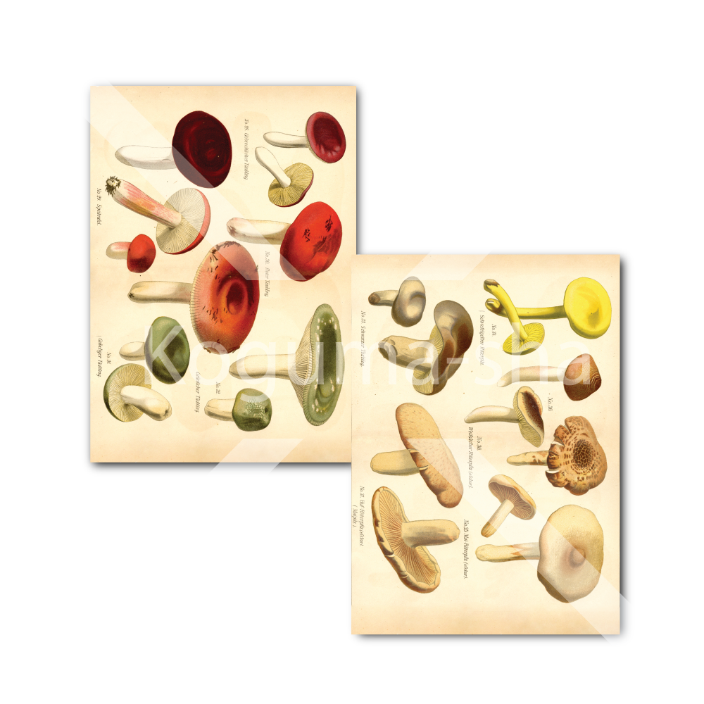 ドイツ アンティークきのこイラスト2 | こぐま舎