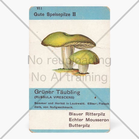 ドイツ　ヴィンテージ　きのこカード　バラ売り　Grüner Täubling
