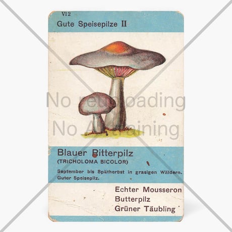 ドイツ　ヴィンテージ　きのこカード　バラ売り　Blauer Ritterpilz