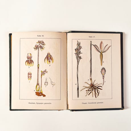 ドイツ　Sturm’s Flora von Deuchland 4 (1904)　植物図鑑