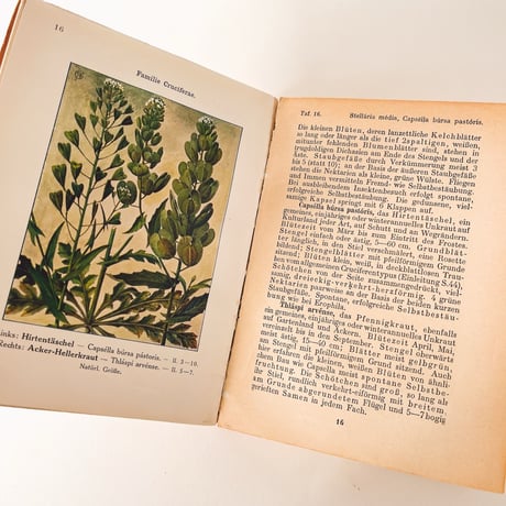 ドイツ　Unsere Unkräuter (1913)
