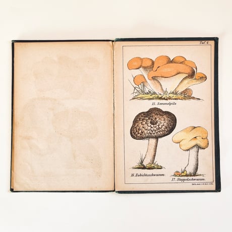 ドイツ　きのこ図鑑　Unsere essbaren Schwämme (1883)