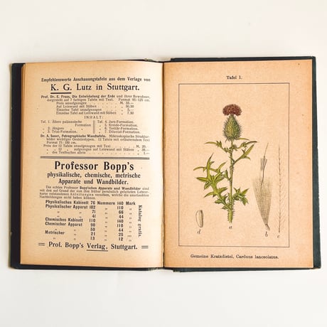 ドイツ　Sturm’s Flora von Deuchland 14 (1904)　植物図鑑