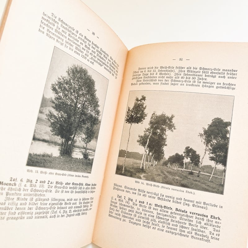 ドイツ 植物図鑑 Bäume und Sträucher, Heft 1, 1934 | こぐま舎