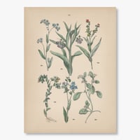 ドイツ　植物博物画　1884年　50ページ