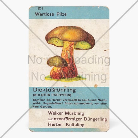 ドイツ　ヴィンテージ　きのこカード　バラ売り　Dickfußröhrling