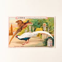 リービッヒ　トレーディングカード　LIEBIG TRADE CARDS　鳥02