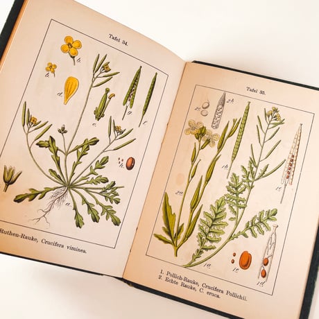 ドイツ　Sturm’s Flora von Deuchland 6 (1904)　植物図鑑