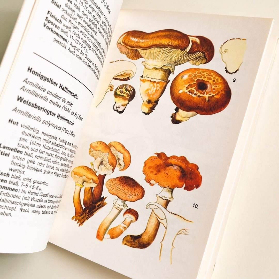 スイス きのこ図鑑 SCHWEIZER PILZTAFELN BAND I | こぐま舎