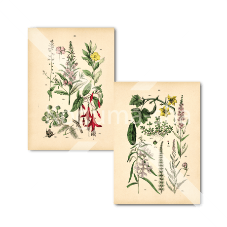 ドイツ　アンティーク植物イラスト4