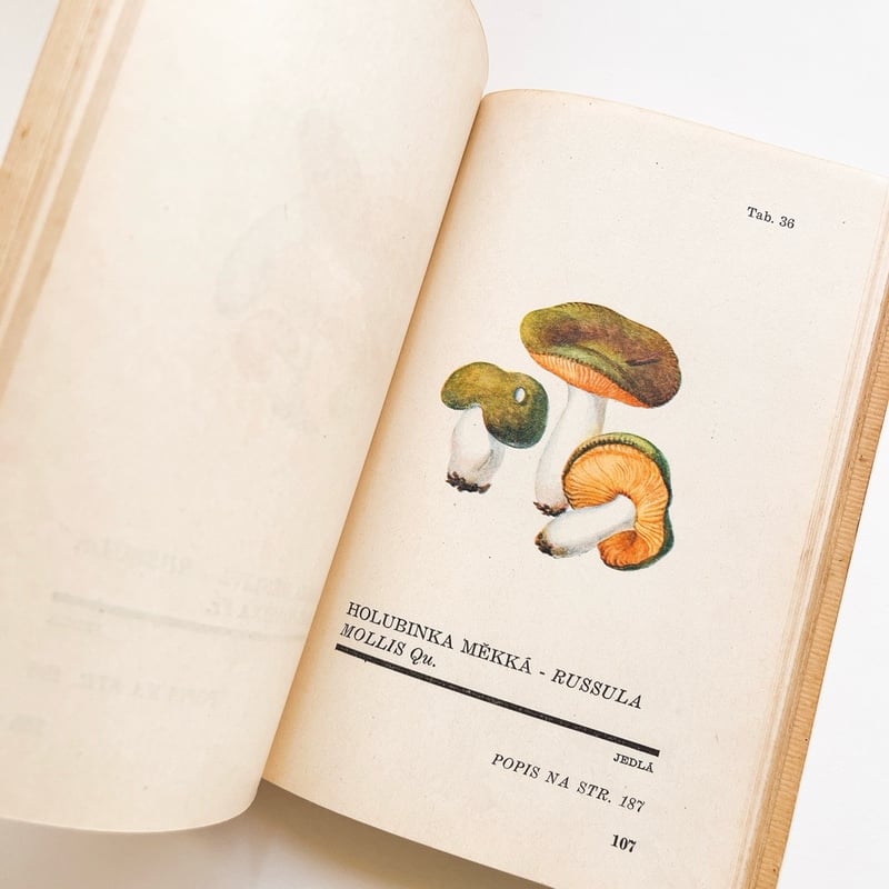 チェコスロバキア きのこ図鑑 Atlas Holubinek 1945年 | こぐま舎